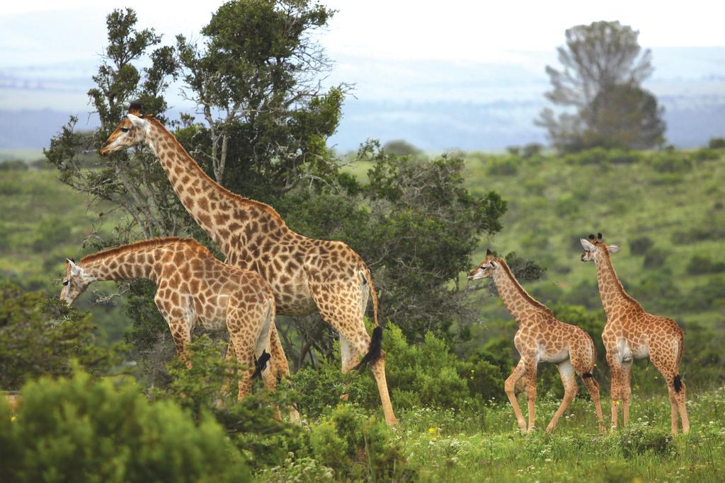 Kariega Game Reserve Main Lodge Кентън он Сий Екстериор снимка